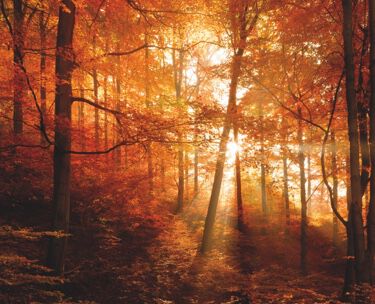 Winter woodland scene, low sun through the trees
